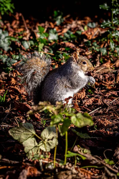 Gray Squirrel Park Winter — Stock Photo, Image