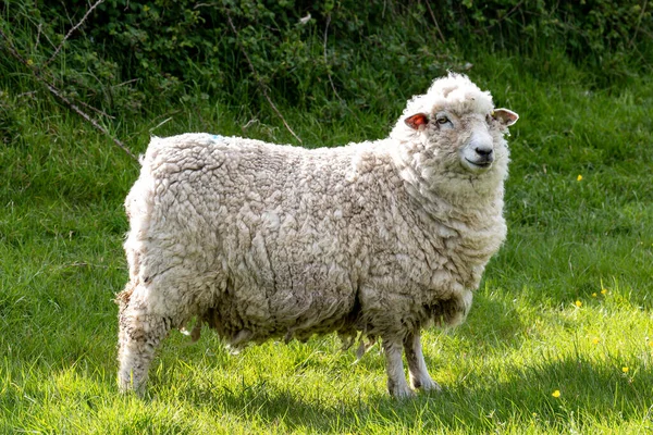 Una Oveja Parada Campo Bajo Sol Primaveral — Foto de Stock