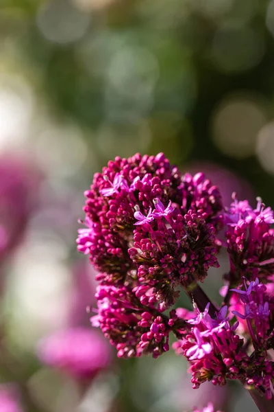 Flores Valeriana Sol Verano —  Fotos de Stock