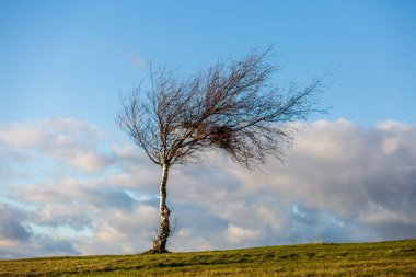 Sussex 'te bir tepenin üstünde, kışın çıplak bir ağaç.