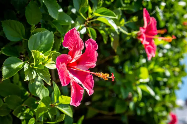 Widok Boku Żywy Różowy Hibiskus Kwiat — Zdjęcie stockowe