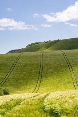 Güneşli bir bahar gününde Güney Downs 'da tahıl ekinleri yetişiyor.