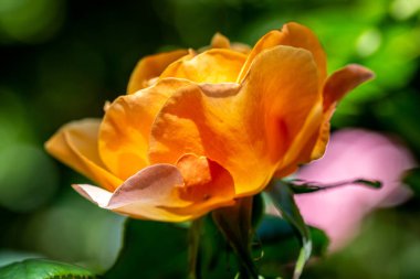 Yaz güneşinde büyüyen bir gülün yakın çekimi