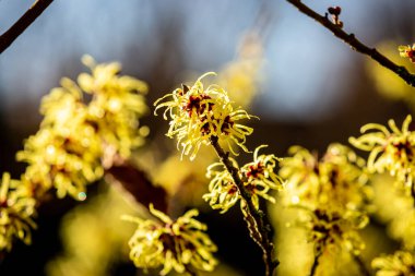 Sarı fındık çiçeklerine yakın plan.