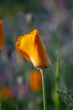 Yaban çiçeği bahçesinde canlı bir portakal gelinciği