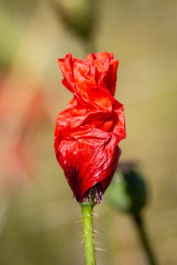 Yaprakları yeni açmış canlı kırmızı bir gelincik.