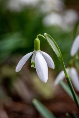Kış sonlarında narin bir kardamlası çiçeğinin yakın plan fotoğrafı.