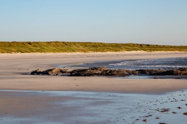 Batı Adaları 'ndaki Güney Uist adasındaki kumlu bir sahilde kayalıklardaki kuşlar.