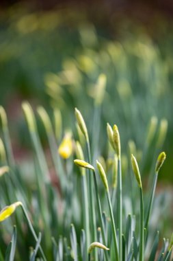 Nergisler kışın sonlarında, tomurcuklar açılmak üzereyken ortaya çıkar.