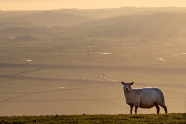Tepenin yamacında akşam ışığının parıltısıyla çevrili bir koyun
