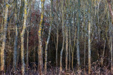 Ormanda çıplak ağaçlar, kışın