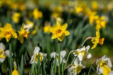 Bahar güneşinde canlı sarı nergisler