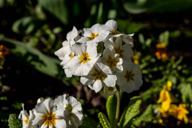 Yüzeyin Sığ Derinliği Olan Bir Primula Fabrikası