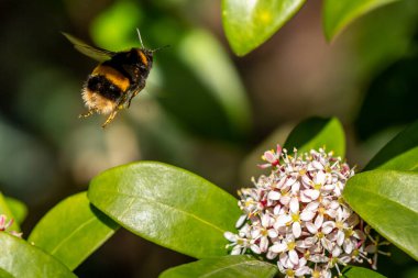 Skimmia japonica çalılarının üzerinde uçan bir arı.