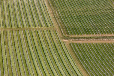 Sussex 'te güneşli bir bahar sabahı, yüksek açılı bir üzüm bağının manzarası.