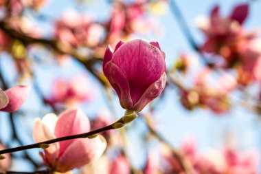 Bahar mevsiminde bir ağacın üzerindeki manolya çiçeğine yakın plan, sığ bir tarla derinliği