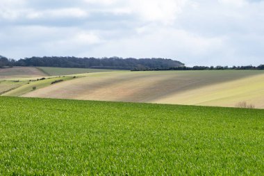 Bir bahar günü, Sussex 'in güney yamaçlarında yetişen tarlalar.