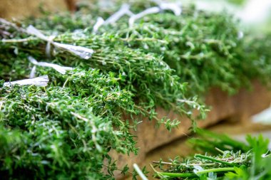 Bir markette satılık bitkiler.