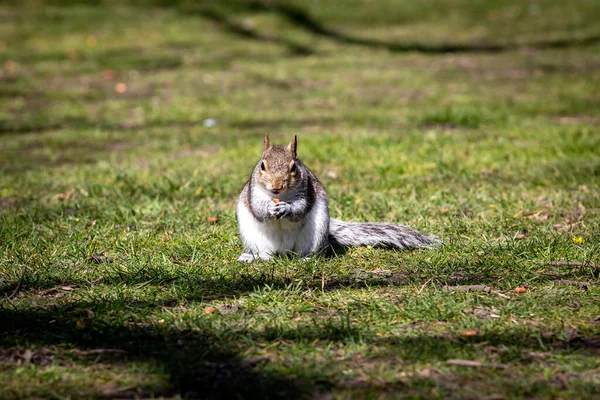 Grey Squirrel Park Spring Day — Stock Photo, Image