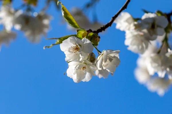 Mirando Hacia Arriba Flor Blanca Contra Cielo Azul — Foto de Stock
