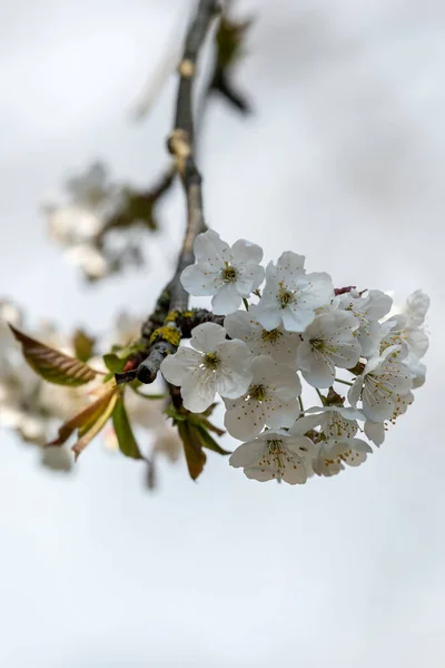 Mirando Hacia Arriba Delicada Flor Árbol Blanco Con Una Profundidad — Foto de Stock