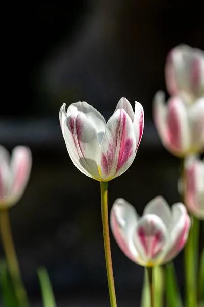 Delicado Tulipanes Rosados Blancos Sol Primavera — Foto de Stock