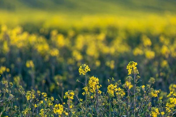 Una Fotografia Completa Canola Colza Con Luce Serale — Foto Stock