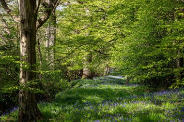 Baharda eski ormanlarda yetişen bir çan çiçeğinin bolluğu.