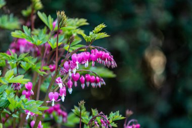 Bahar Güneşi 'nde Kanayan Kalp Bitkisi