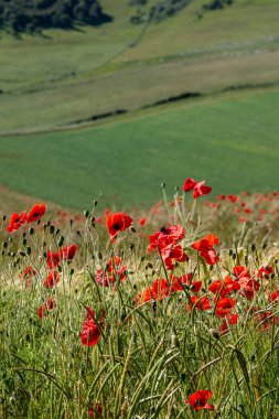 Yaz güneşinde büyüyen canlı gelincikler.