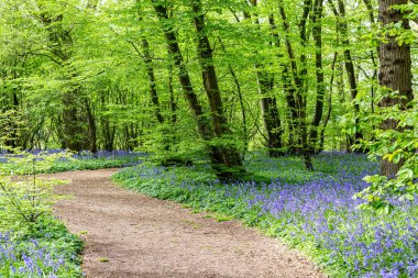 Çiçeklerin bol olduğu bir çan ağacının içinden geçen bir patika.