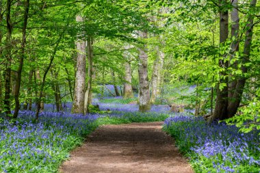 Çiçeklerin bol olduğu bir çan ağacının içinden geçen bir patika.