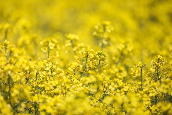 Fotografía Completa Cultivos Vibrantes Canola Colza Con Poca Profundidad Campo — Foto de Stock