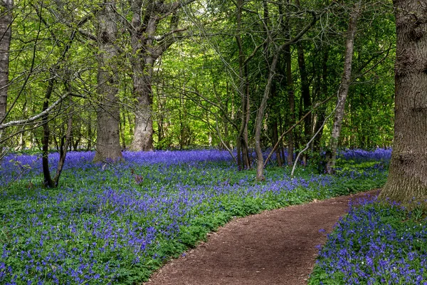 Ein Pfad Durch Einen Blauglockenwald Mit Einer Fülle Von Blumen — Stockfoto