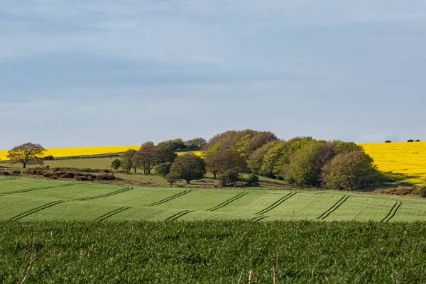 Ein Ländlicher South Downs Blick Auf Landwirtschaftliche Felder Frühling — Stockfoto