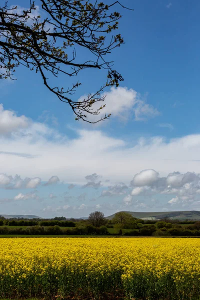 Ein Rapsfeld Ländlichen Sussex Einem Sonnigen Frühlingstag — Stockfoto