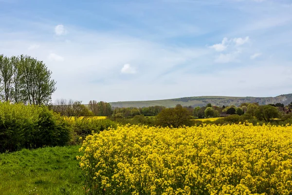 Rapeseed Field Rural Sussex Sunny Spring Day — Stock Photo, Image
