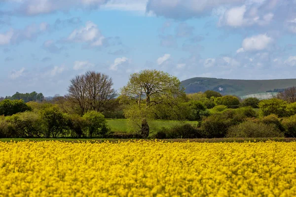 Rapeseed Field Rural Sussex Sunny Spring Day — Stock Photo, Image