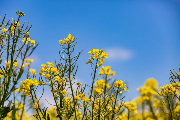 鲜活的黄色卡诺拉作物在蓝天的映衬下 — 图库照片