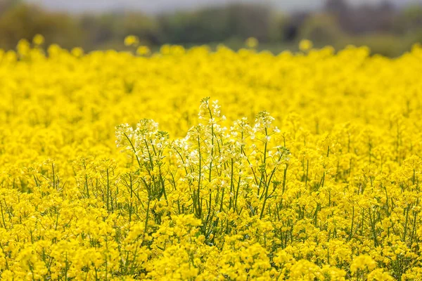 白菜花生长在通常生机勃勃的黄色花朵周围 — 图库照片