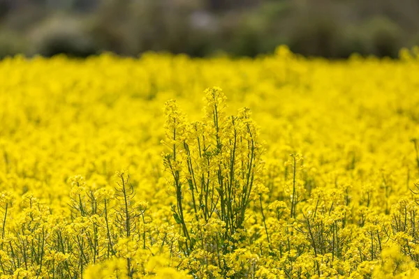 一片片生机勃勃的油菜花 有浅浅的田野 — 图库照片