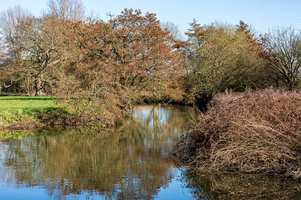 Kahle Bäume Und Ihre Spiegelungen Wasser Bei Barcombe Sussex — Stockfoto