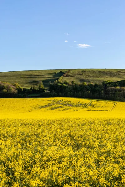 Felder Mit Leuchtend Gelben Rapspflanzen Der Landschaft Von Sussex Einem — Stockfoto