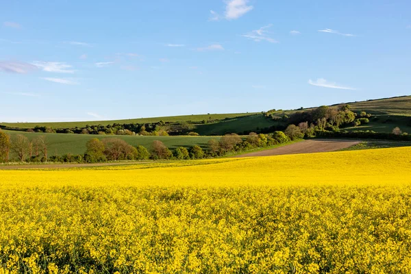 Felder Mit Leuchtend Gelben Rapspflanzen Der Landschaft Von Sussex Einem — Stockfoto