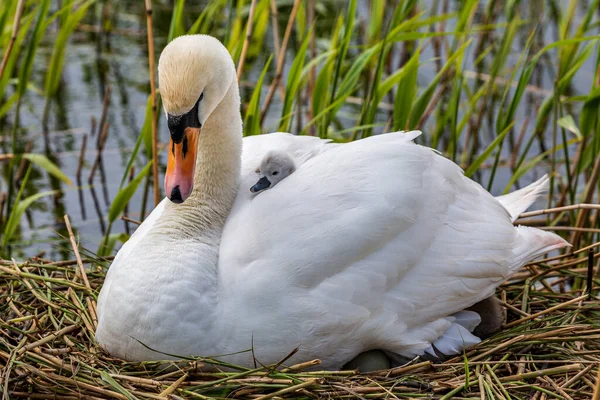 Cisne Ninho Com Uma Cigana Aninhada Suas Penas — Fotografia de Stock