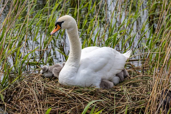 Cygnets Nublado Lado Sua Mãe Ninho — Fotografia de Stock