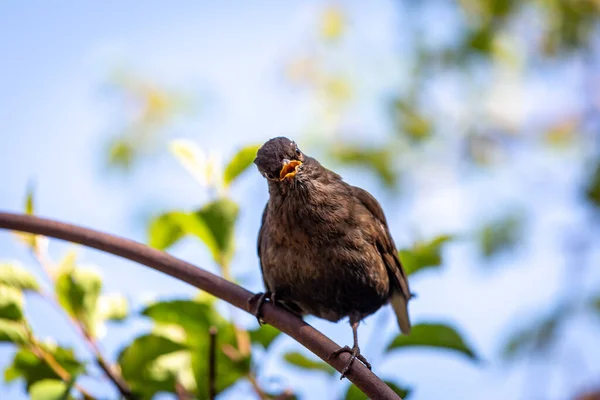 Eine Junge Amsel Blickt Direkt Die Kamera — Stockfoto