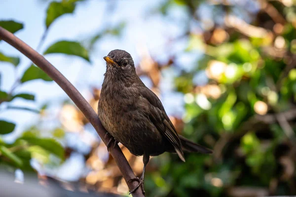 Juvenile Blackbird Turdus Merula Perched Fence Spring Sunshine — Zdjęcie stockowe