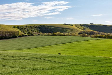 Sussex 'te bir bahar akşamı yeşil tarlalar