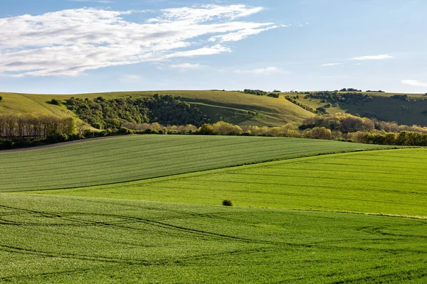 Sussex 'te bir bahar akşamı yeşil tarlalar